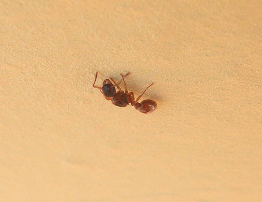 Formica sul muro: regina di Myrmica sp.